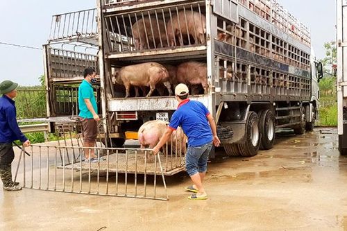 Gỡ khó cho người chăn nuôi