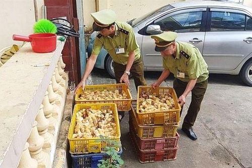 Bộ Nông nghiệp đề nghị Bộ Quốc phòng phối hợp kiểm soát vận chuyển trái phép gia cầm qua biên giới