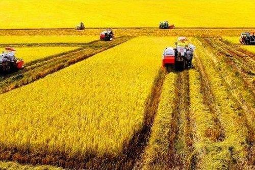 Không đổi thành tích xuất khẩu lấy rủi ro cho nông dân