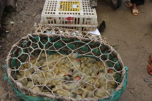 Phối hợp ngăn chặn hoạt động vận chuyển trái phép gia cầm vào Việt Nam