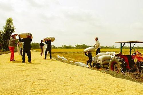 Giá lúa tăng trở lại; mời hơn 10.000 người Úc dùng thử gạo Việt Nam