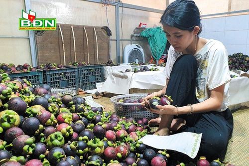 Hướng đi cho cây măng cụt GlobalGAP tại Đắk Nông