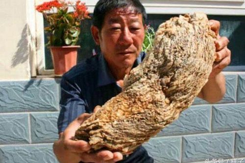 Người đàn ông nhặt được loại 'thần dược' Tần Thủy Hoàng cất công tìm kiếm, quan chức địa phương lập tức đến nhà