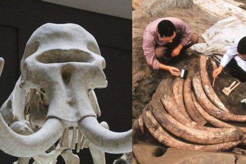 Tìm thấy 1000 ngà voi cổ đại trong lòng đất nhưng đang khai quật thì chuyên gia đột nhiên hét lớn 'Chôn xuống ngay', nguyên do khiến ai cũng há hốc