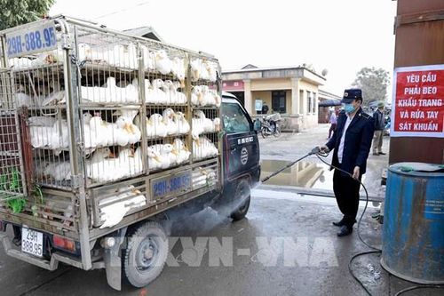 Phối hợp liên Bộ kiểm soát chặt vận chuyển trái phép gia cầm qua biên giới