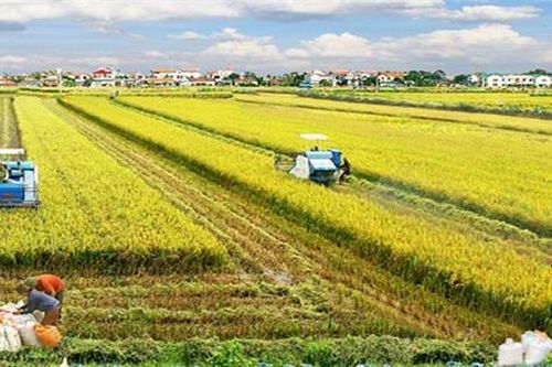 Cấp bách cứu lúa gạo đồng bằng sông Cửu Long