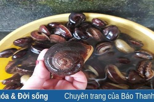 Giòn ngon ốc đá miền Tây xứ Thanh