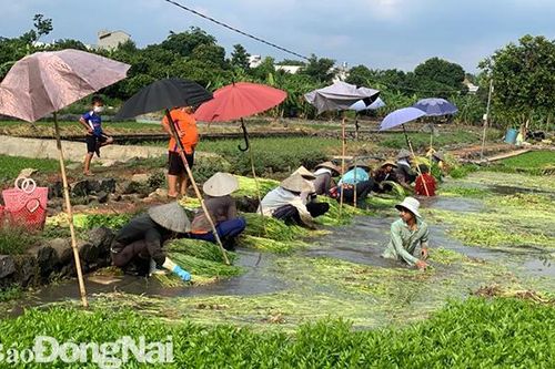 Đường dây nóng kết nối tiêu thụ nông sản phát huy hiệu quả