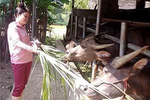 Bắc Sơn: Tập trung phát triển chăn nuôi trâu, bòTin khácKết nối các nguồn lực chuẩn bị cơ sở vật chất cho năm học mơíDanh sách cá nhân dự kiến đề nghị xét tặng danh hiệu 'Công dân Lạng Sơn ưu tú' lần thứ nhất, năm 2021
