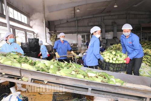 Kỳ 1: Nghị quyết 05 - Đòn bẩy để nông nghiệp Ninh Bình 'chuyển mình' mạnh mẽ: Tư duy đột phá