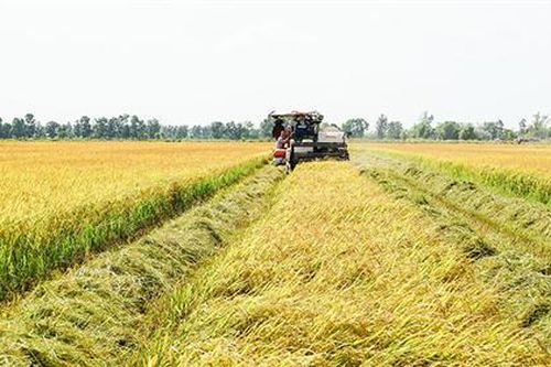 Hải Lăng khẩn trương thu hoạch lúa vụ hè thu
