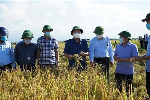 Hải Lăng cần đẩy nhanh tiến độ thu hoạch lúa theo phương châm 'xanh nhà hơn già đồng'