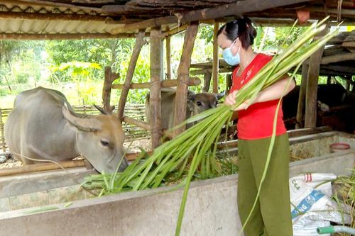 Vốn tín dụng chính sách: 'Chìa khóa' giảm nghèo bền vững