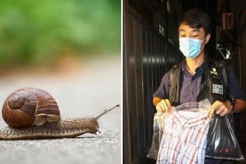 Hồng Kông: Rắc muối lên ốc sên trên phố, một sinh viên bị điều tra tội ngược đãi động vật
