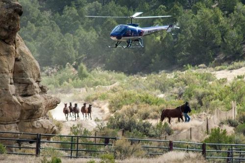 Cuộc vây bắt ngựa hoang lớn nhất ở tiểu bang Colorado