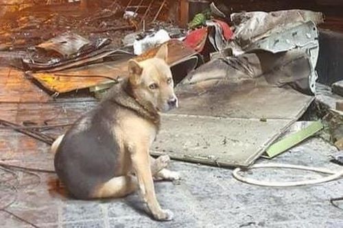 Chủ bị bỏng sau vụ cháy ở Sa Pa, chú chó nhất quyết đợi trước cửa nhà