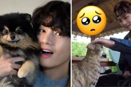 Những minh chứng V BTS là người yêu động vật đích thực