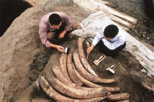 Phát hiện 1.000 ngà voi cổ đại, chuyên gia hốt hoảng 'Chôn ngay'!