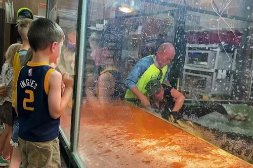 Video cá sấu bất ngờ ngoạm tay người huấn luyện, lôi vào bể nước