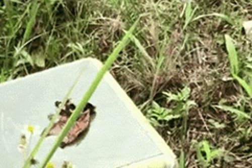Đang xây mộ thì rắn hổ mang xuất hiện chuẩn bị tấn công, người đàn ông nhẹ nhàng nói 1 câu con vật liền lủi mất