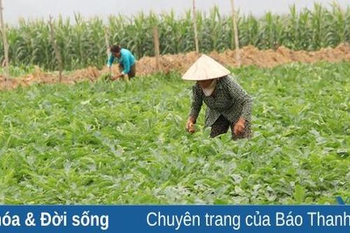 Xây dựng và phát triển thương hiệu dưa Thanh Hóa