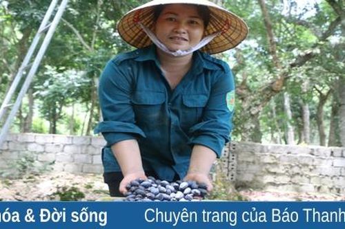 Mùa trám đen ở Phong Mục