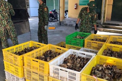 Vận chuyển gia cầm trái phép qua biên giới đang gia tăng