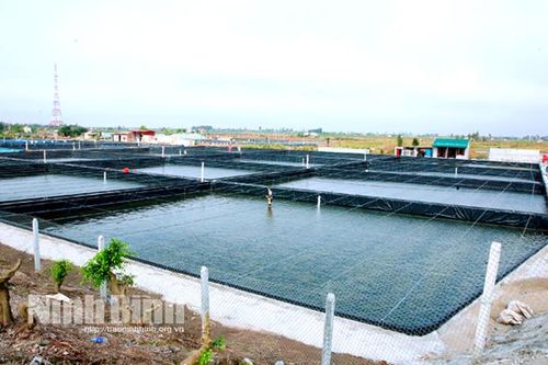 Kỳ 2: Công nghệ cao - sức bật cho ngành thủy sản