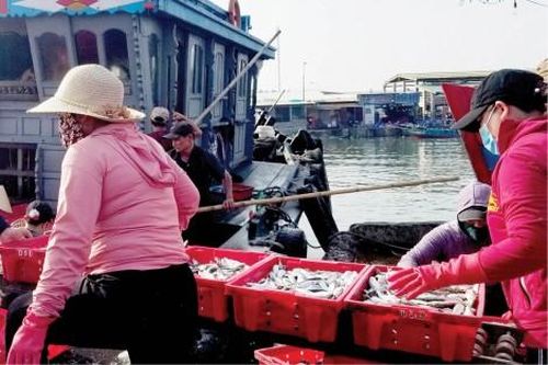 Kinh tế Kinh tế Giá thấp, đánh bắt xa bờ gặp khó