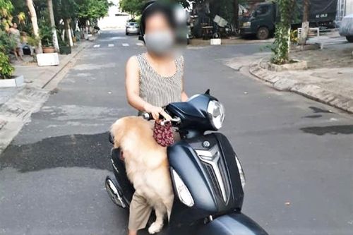 Đà Nẵng: Nhiều người bị phạt vì cố tình ra đường, chở chó đi dạo