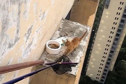 Giải cứu con mèo bị mắc kẹt ở tầng 33