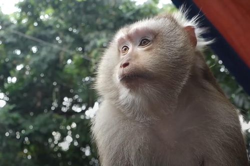 Hơn 100 con khỉ hoang dã trong ngôi chùa ở Bình Dương