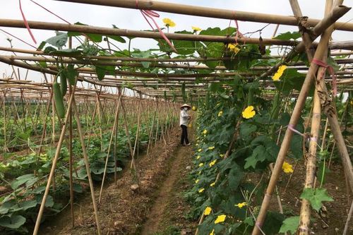 Hà Nội: Linh hoạt kết nối tiêu thụ nông sản trong thời gian giãn cách