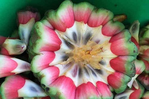 Lang thang trong rừng, vô tình vớ được 'thần dược phòng the' cực đắt đỏ