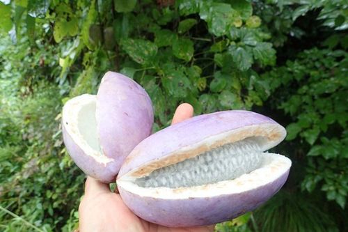 Xuýt xoa loại quả cực đắt đỏ: Vỏ giống xoài, trong ruột là... chuối