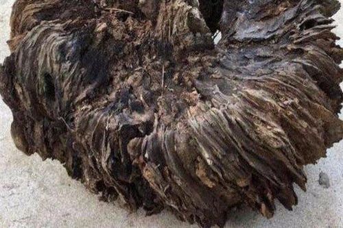 Ông lão lên núi đốn củi, phát hiện 'khối u' hình thù quái dị: Cứ ngỡ chỉ để làm củi đốt, không ngờ có một ngày thần Tài gõ cửa!