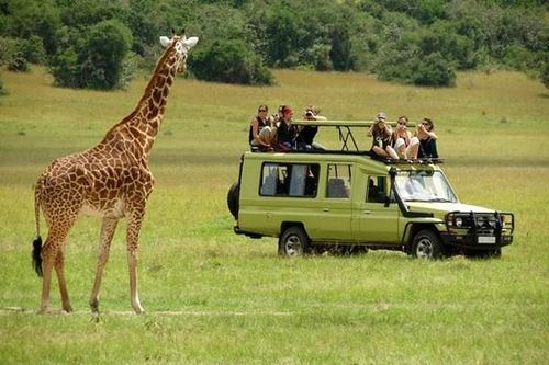 Trải nghiệm thú vị safari tour 'xanh' ở Kenya