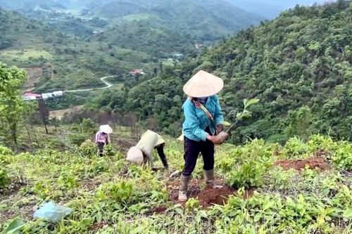 Trồng rừng phòng hộ cần quyết liệt