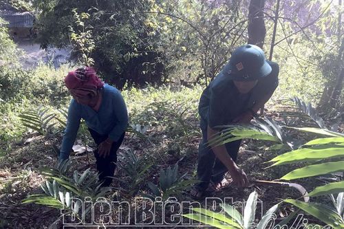 Bảo vệ rừng để phát triển kinh tế