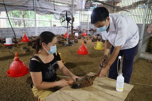 Chủ động phòng dịch cúm gia cầm A/H5N8