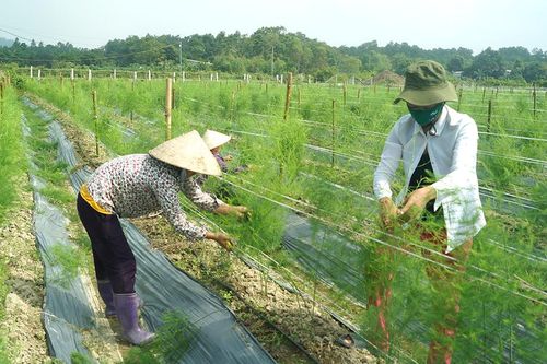 Tiếp tục khẳng định vị thế của kinh tế tập thể