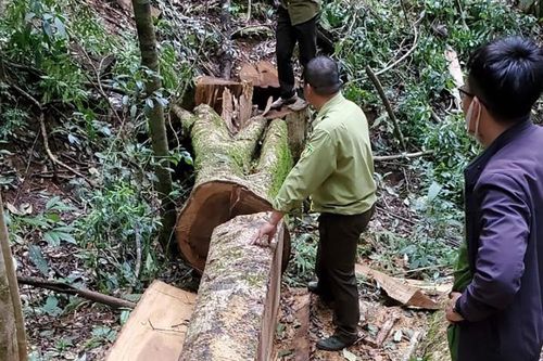 Lâm Đồng: Khởi tố 14 bị can liên quan vụ phá rừng dổi tự nhiên