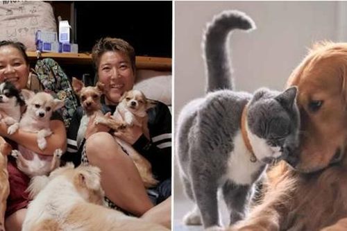Hàn Quốc: Thú cưng có thể sắp có tư cách pháp lý, được bảo vệ như con người?