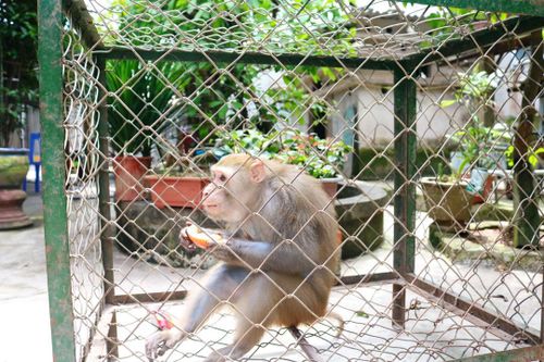 Bàn giao cá thể khỉ đuôi lợn cho Vườn Quốc gia Vũ Quang – Hà Tĩnh