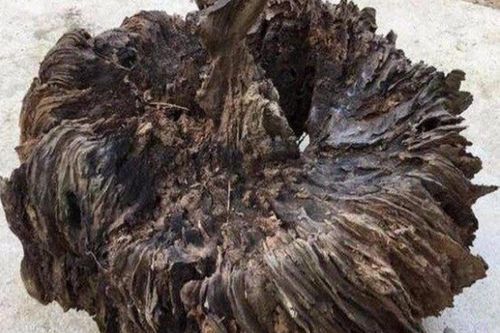 Khệ nệ vác khúc gỗ lạ về nhà, không ngờ Thần Tài gõ cửa!