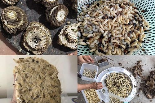 Ong vò vẽ kịch độc thành đặc sản: Một thời đắt khách thu 5 triệu/ngày