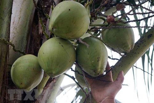 Lập các tổ thu mua hỗ trợ nông dân trồng dừa ở tỉnh Bến Tre