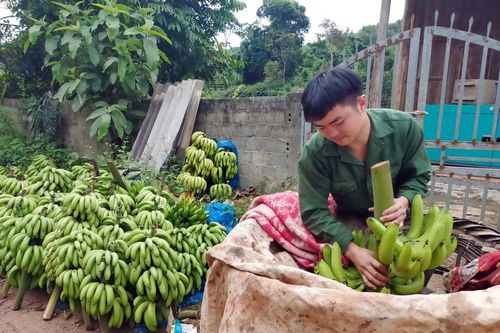 Đầu ra bị nghẽn, 'thủ phủ' chuối điêu đứng