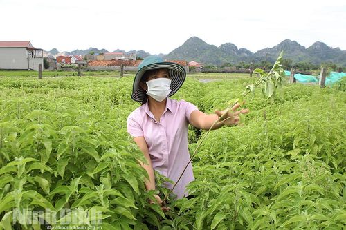 Làm giàu từ chưng cất tinh dầu