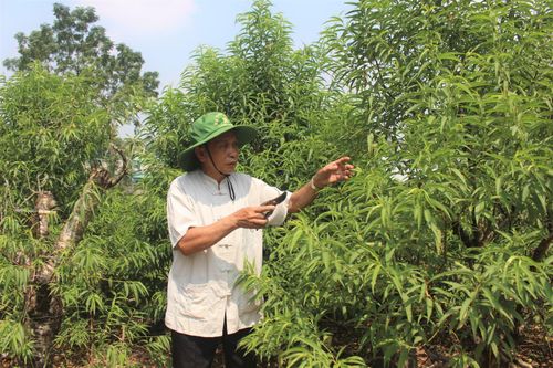 Toàn tỉnh thành lập được chín Câu lạc bộ liên thế hệ tự giúp nhau